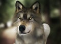 Brown wild wolf with yellow eyes with blurred depth of field nature background.