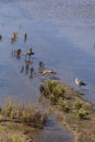 Brown willet shore bird, Tringa semipalmata Royalty Free Stock Photo