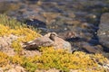Brown willet shore bird, Tringa semipalmata Royalty Free Stock Photo