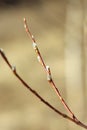 Brown willow tree branch with swollen, blooming, fluffy buds. Shrub vine in the spring Royalty Free Stock Photo