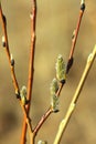 Brown willow tree branch with swollen, blooming, fluffy buds. Shrub vine in the spring Royalty Free Stock Photo