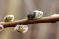 Brown willow tree branch with swollen, blooming, fluffy buds. Shrub vine in the spring Royalty Free Stock Photo