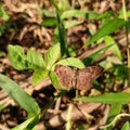 Brown winged butterfly sitting on grass Royalty Free Stock Photo