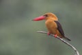 Brown Winged Kingfisher Royalty Free Stock Photo