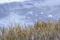 Brown Winter Grass on Frozen River Bank