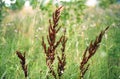 Brown withered plants