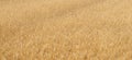 Brown withered wheat with visible details. background Royalty Free Stock Photo