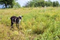 Brown and wnite hornless village goat grazing on a meadow Royalty Free Stock Photo