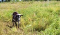 Brown and wnite hornless village goat grazing on a meadow