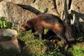 Brown Wolverine Straying Around In Ranua Zoo Finland