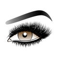 Brown woman eye with long false lashes with eyebrows.