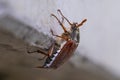 a brown wonderful maybug in the nature Royalty Free Stock Photo