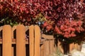 Brown wood fence fall background. Red trees in autumn backdrop. Royalty Free Stock Photo