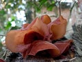 brown wood fungus plants thrive on rotting wood