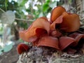 brown wood fungus plants thrive on rotting wood