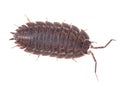 Brown wood louse isolated on white background Royalty Free Stock Photo