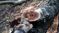 Brown wood mushroom on the dead birch tree Royalty Free Stock Photo