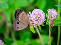 Brown wood nymph butterfly feeding on clover 2 Royalty Free Stock Photo