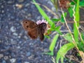 Brown wood nymph butterfly on the roadside 2 Royalty Free Stock Photo