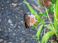 Brown wood nymph butterfly on the roadside 3 Royalty Free Stock Photo