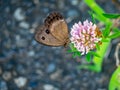 Brown wood nymph butterfly on the roadside 5 Royalty Free Stock Photo