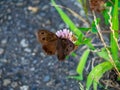 Brown wood nymph butterfly on the roadside 4 Royalty Free Stock Photo