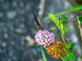 Brown wood nymph butterfly on the roadside 8 Royalty Free Stock Photo