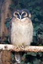 Brown wood owl (Strix leptogrammica