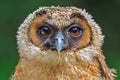 Brown wood owl Strix leptogrammica a portrait of the head very close up