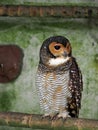 The Brown wood-Owl, Strix leptogrammica, sitting on a branch looking for food, Malaysia