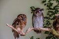 The brown wood owl (Strix leptogrammica) left and  the barred eagle-owl (Bubo sumatranus) of Malaysia Royalty Free Stock Photo