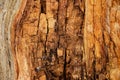 Brown wood rotten texture for background. Royalty Free Stock Photo