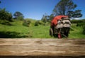 Brown wood table in summer farm green landscape Royalty Free Stock Photo