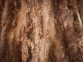 brown wood texture, abstract background, empty template. Royalty Free Stock Photo