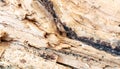 Brown wood texture. macro photos Royalty Free Stock Photo