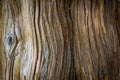Wood tree texture Royalty Free Stock Photo