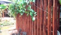 Brown wooden battens wall in garden Royalty Free Stock Photo