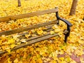 Brown wooden bench in the autumn beautiful park with yellow maple leaves Royalty Free Stock Photo