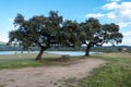 A brown wooden bench between two old holm oaks near the shore of a lake.