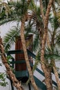 Brown wooden door and green stairs. View through palm trees. Additional rear entrance to villa hotel room through garden Royalty Free Stock Photo