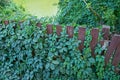 Brown wooden fence overgrown with green plants Royalty Free Stock Photo