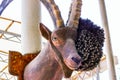 Brown wooden Marco Polo Sheep trophy with long horns and traditional hat. Royalty Free Stock Photo