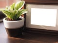 Brown wooden photo frame and small tree plant in a ceramic pot with sunlight on the table Royalty Free Stock Photo