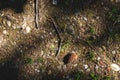 Brown woodland texture nature pattern small pine cone ground Royalty Free Stock Photo