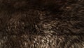 Brown wool texture background, dark natural sheep wool, black seamless cotton, texture of gray fluffy fur, close-up fragment of Royalty Free Stock Photo