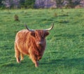 Brown woolly bull with large horns or antlers standing in a field of green grass. Highland cow grazing on a sustainable Royalty Free Stock Photo