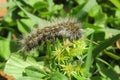 Brown woolly caterpillar on natural green plant background