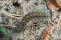 Brown woolly caterpillar on ground, closeup