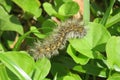 Brown woolly caterpillar on natural green leafs background