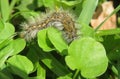 Brown woolly caterpillar on natural green leafs background